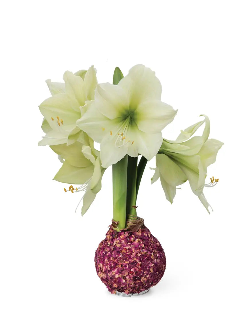 Rose Petal Covered Amaryllis Bulb