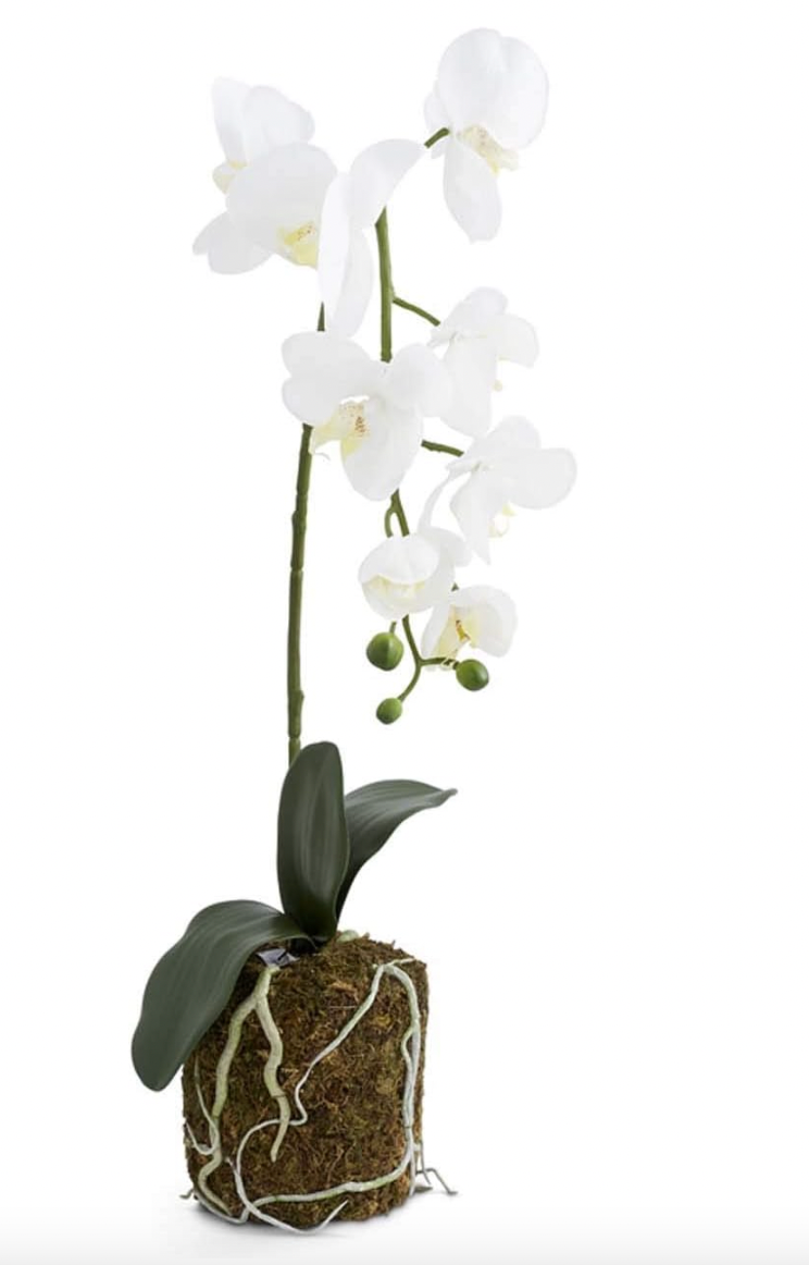 28 Inch Orchid in Moss Pot