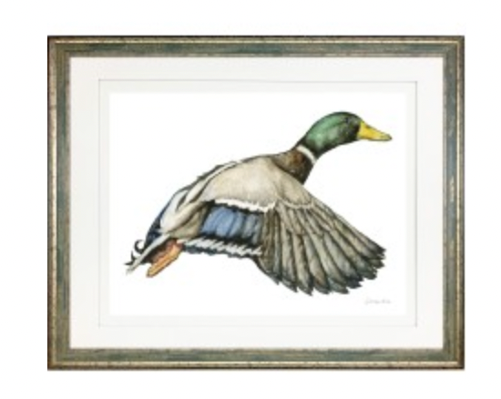 Mallard 1