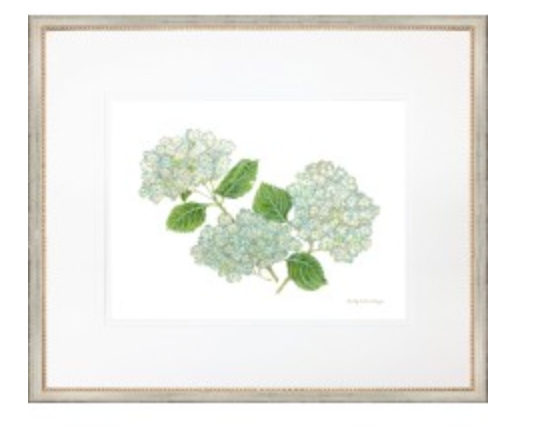 Hydrangea 1