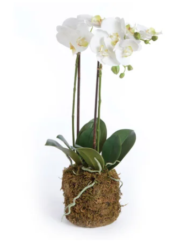 Phalaenopsis Drop In 23"