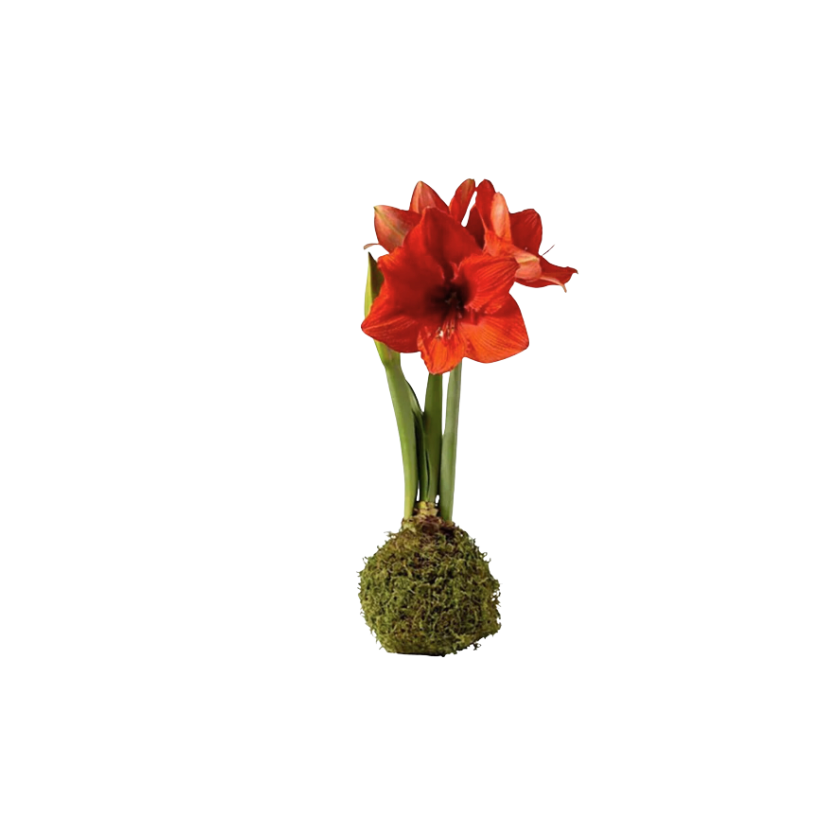 Moss Covered Red Lion Amaryllis Bulb