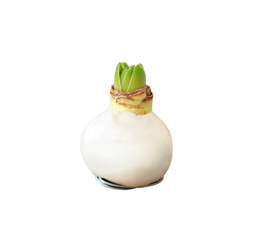 White Wax Amaryllis Bulb