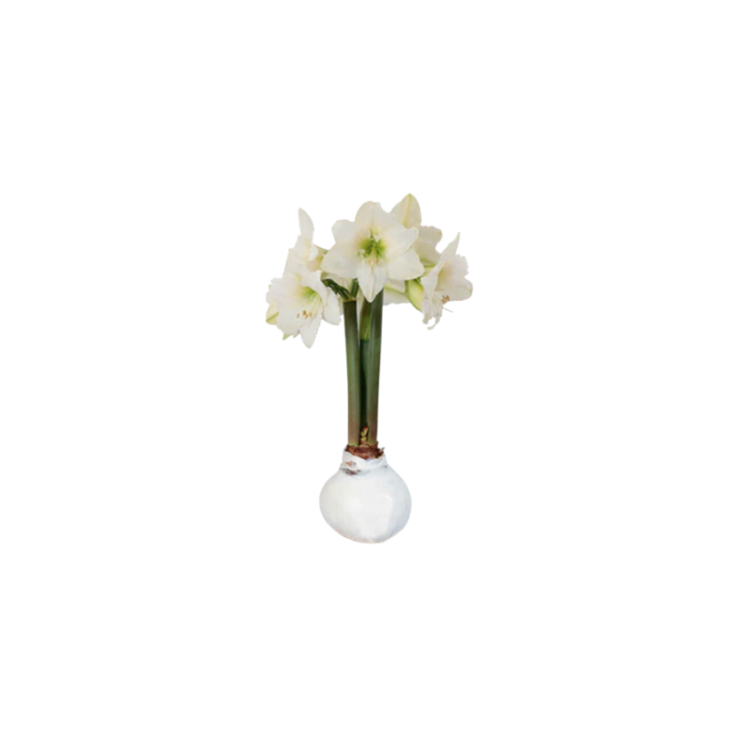 White Wax Amaryllis Bulb