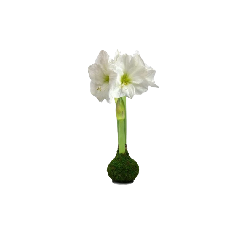 White Flower Moss Base Amaryllis Bulb