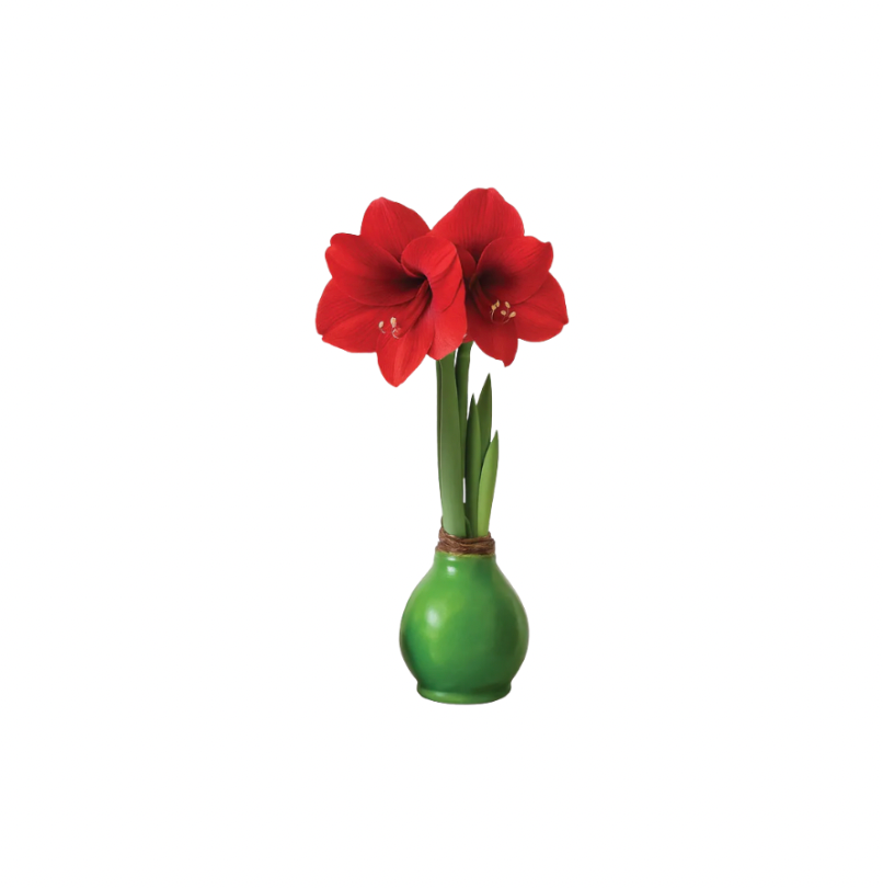 Red Flower Green Wax Base Amaryllis Bulb