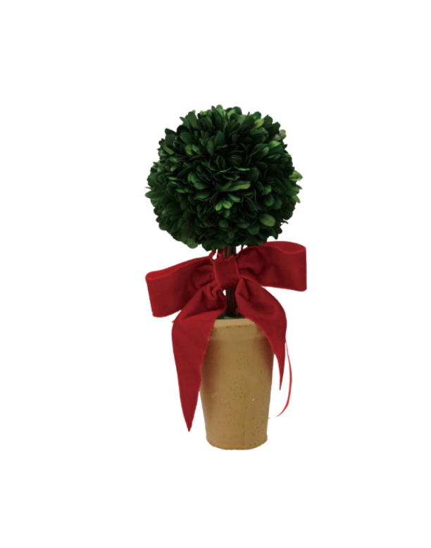 Dried Boxwood Tree in Terra-cotta Pot with Red Velvet Bow