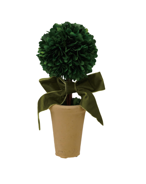 Dried Boxwood Tree in Terra-cotta Pot with Green Velvet Bow