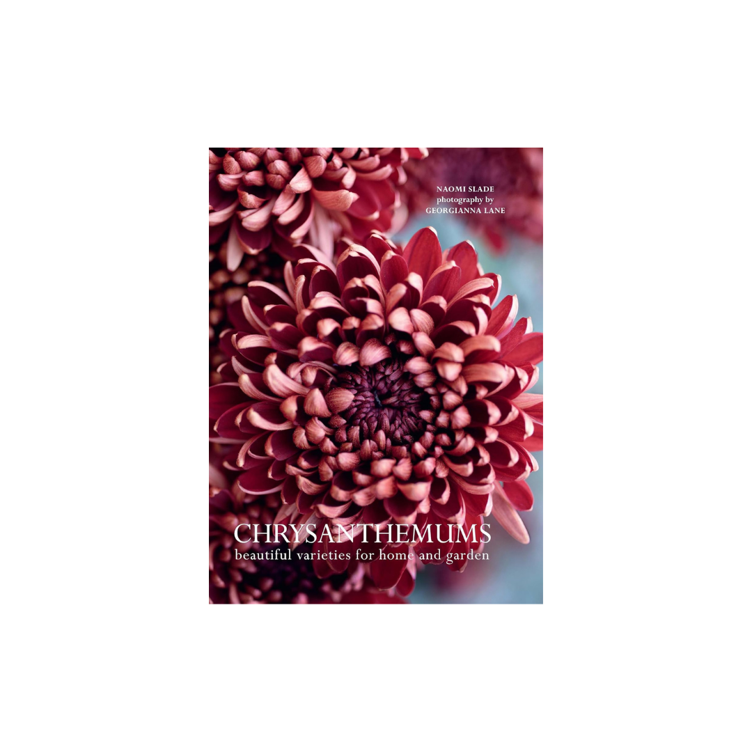 Chrysanthenums: Beautiful Varieties for Home and Garden