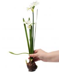 18" White Paperwhite Bulb