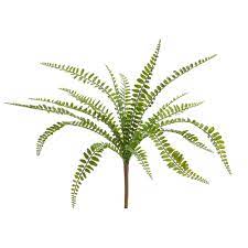 17" Button Fern Bush