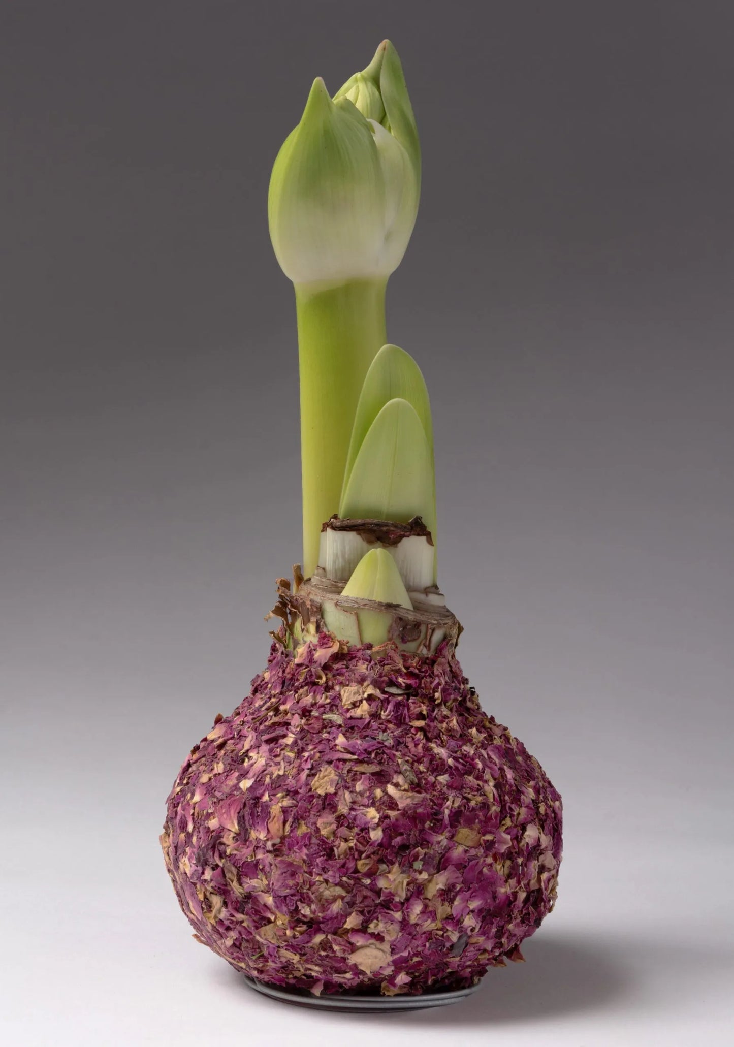 Rose Petal Covered Amaryllis Bulb