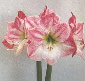 Easter Bulbs