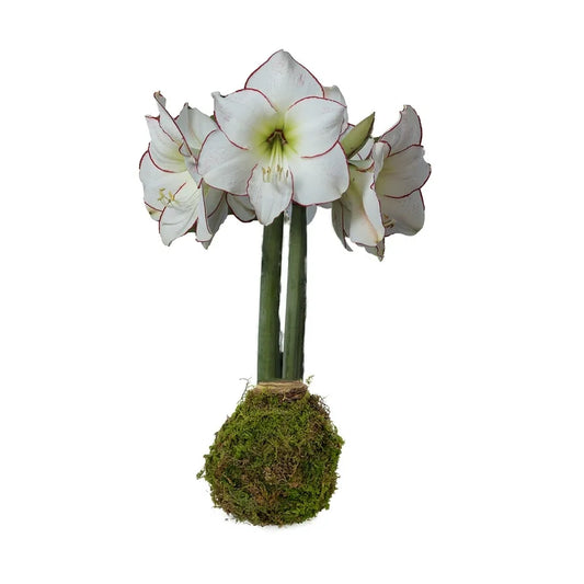 Picasso Moss Bulbs