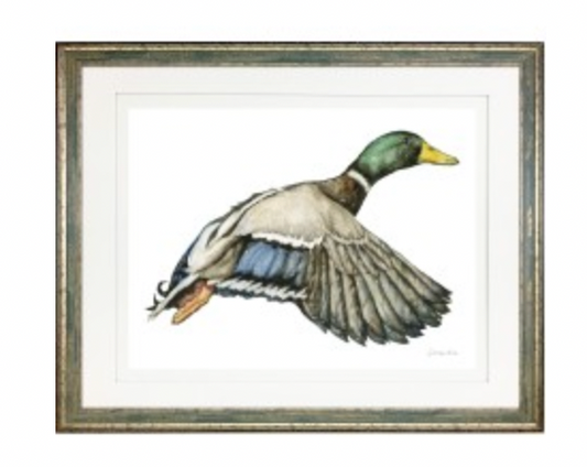 Mallard 1