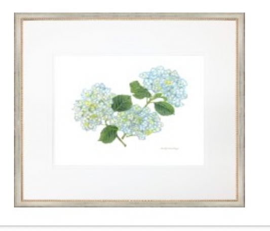 Hydrangea 3