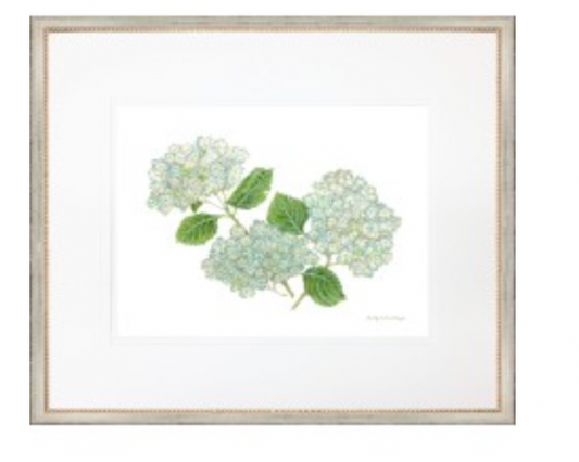Hydrangea 1