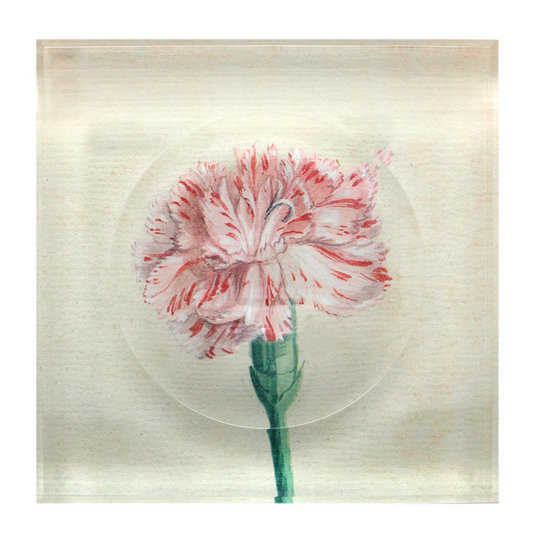 Trinket Bowl | Watercolor Carnation