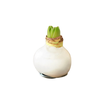 White Wax Amaryllis Bulb