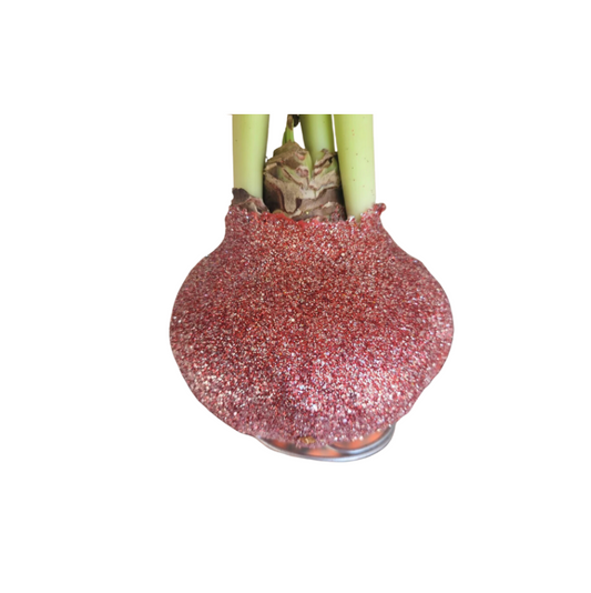 Revelation Glitter Amaryllis Bulb