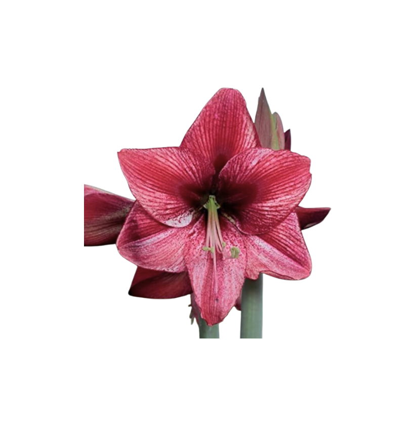 Revelation Glitter Amaryllis Bulb