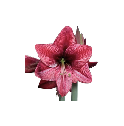 Revelation Glitter Amaryllis Bulb