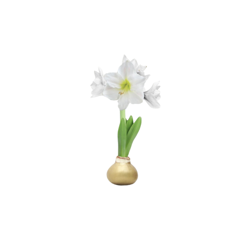 Gold Wax Amaryllis Bulb