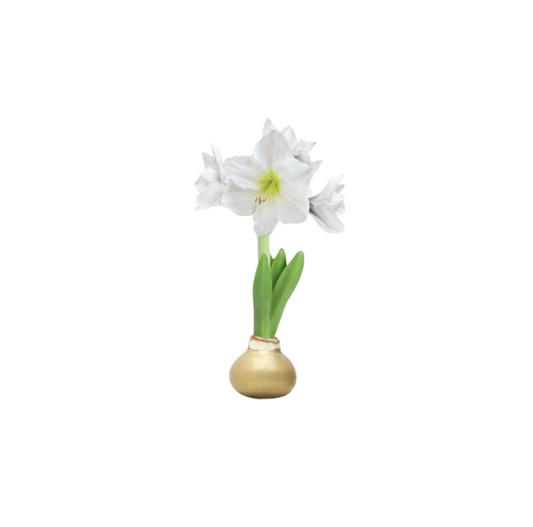 Gold Wax Amaryllis Bulb