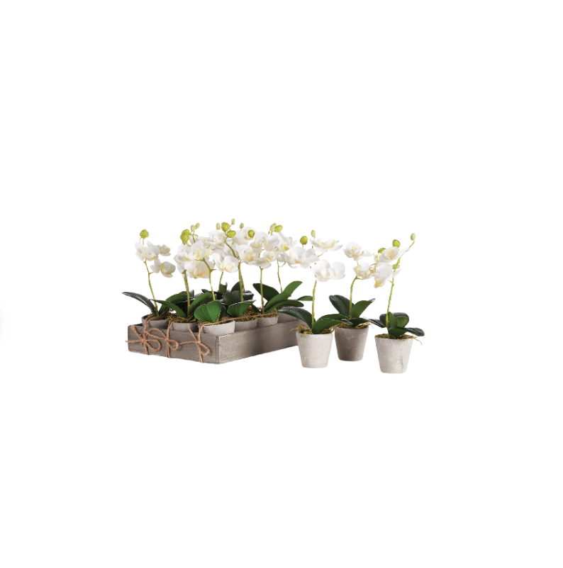 Mini Phalaenopsis with vase