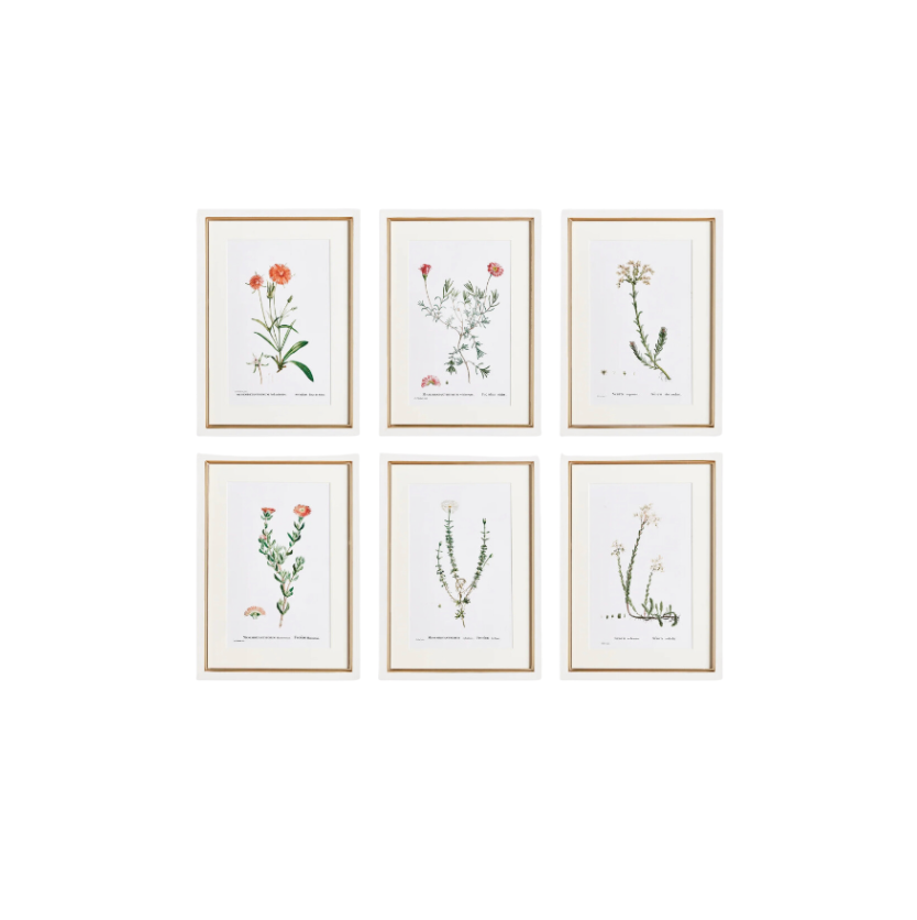 Flower Studies Art