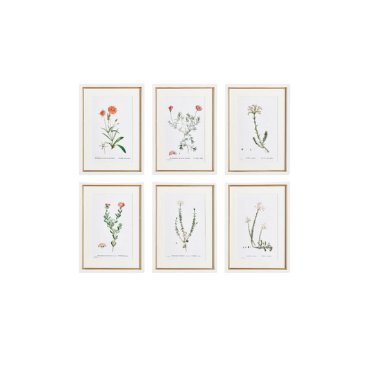Flower Studies Art