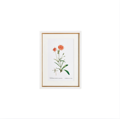 Flower Studies Art