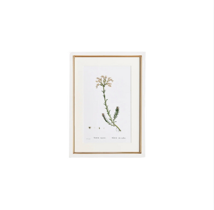 Flower Studies Art