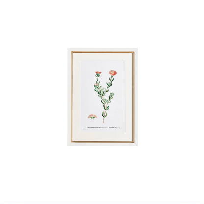 Flower Studies Art