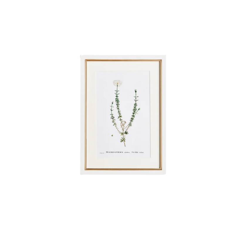 Flower Studies Art