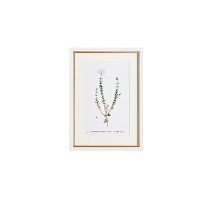 Flower Studies Art