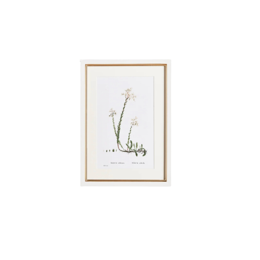 Flower Studies Art