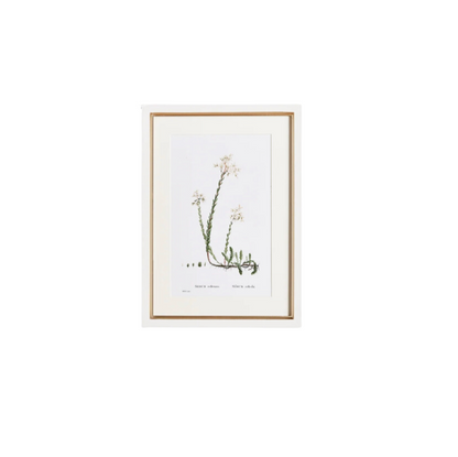 Flower Studies Art