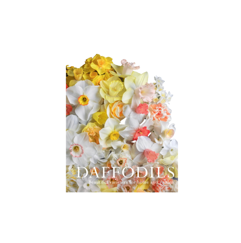 Daffodils