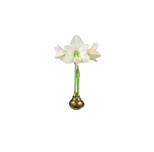 White Flower Gold Lacquer Amaryllis Bulb