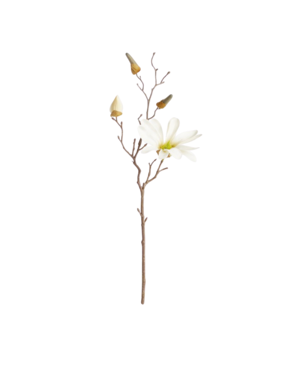 Star Magnolia Stems
