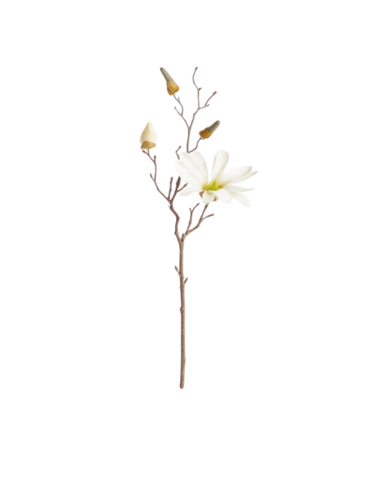 Star Magnolia Stems