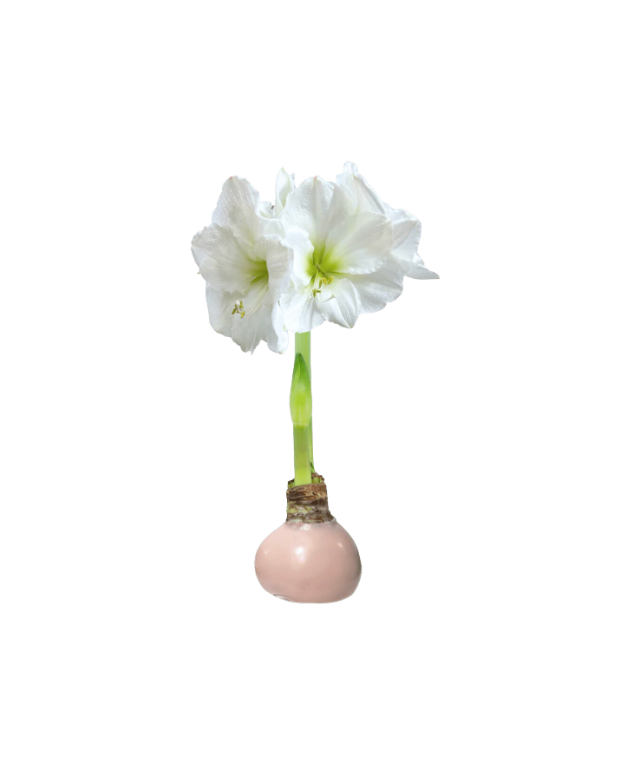 White Flower Gossamer Pink Lacquer Amaryllis Bulb