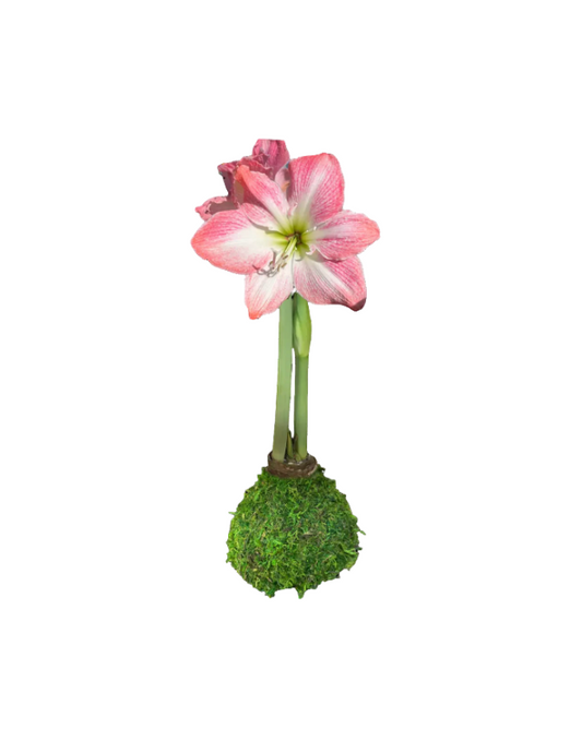 Cherry Blossom Moss Amaryllis Bulb