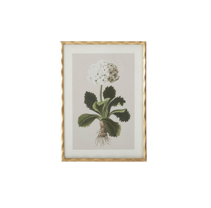 Gold Ornate Wood Framed Geranium Prints