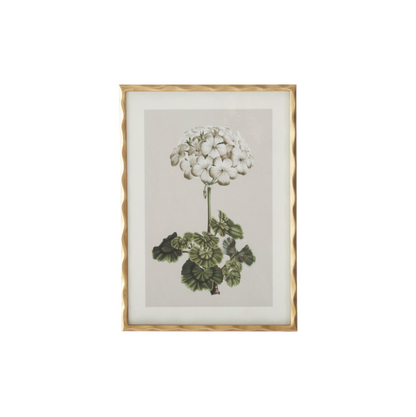 Gold Ornate Wood Framed Geranium Prints