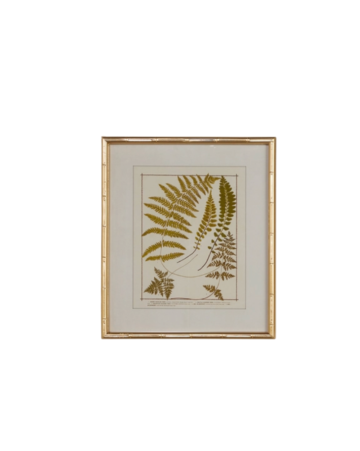 Gold Bamboo Framed Fern Print