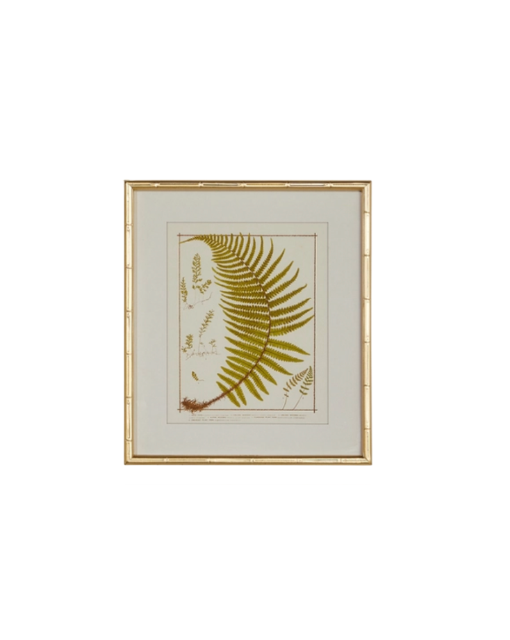 Gold Bamboo Framed Fern Print