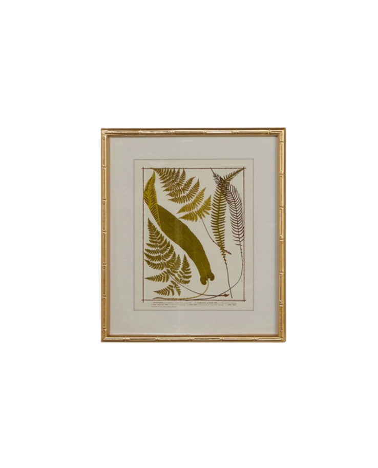 Gold Bamboo Framed Fern Print