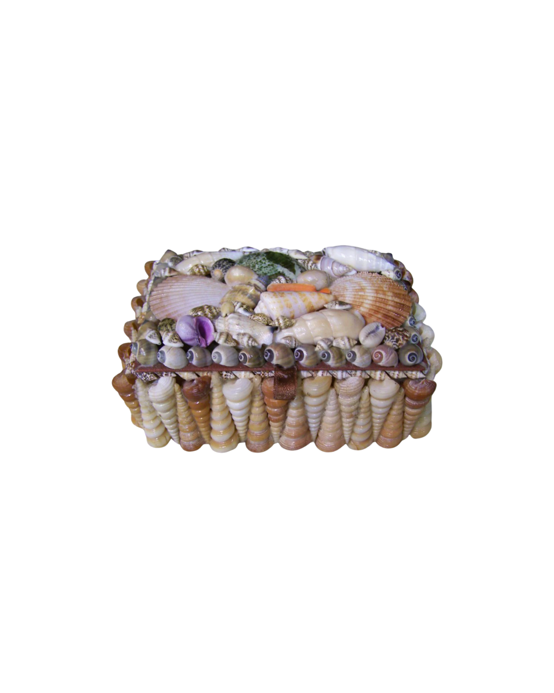 Turitella Terebra Seashell Box with Wood Interior